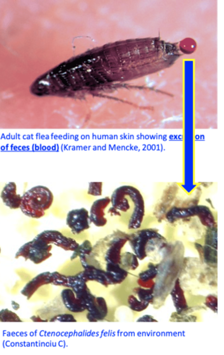 <p>• The adult fleas feed on blood (piercing-sucking mouth parts);</p><p>Once on a host fleas start feeding within minutes </p><p>Fleas ingest more blood than they need =&gt; nutrition for larvae</p><p>• 220 females might consume 10% of an 0.45 kg kitten’s blood/day =&gt; anemia;</p><p>Larvae feed on adult fleas faeces, each other (cannibalism) and egg shells (chewing mouthparts).</p>