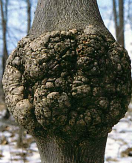 <ul><li><p>Galls: An abnormal growth of plant tissue caused by insects/micro-organisms. </p></li><li><p>These insects/micro-organisms use the plant’s resources to support themselves/their offspring. </p></li><li><p>Gall growth is contained and doesn’t spread to other tissues. </p></li></ul><p></p>