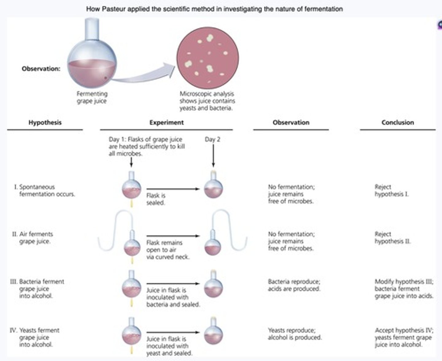 <p>Pasteur's discovery that microorganisms spoil wine supported the idea that microorganisms are responsible for diseases.</p>