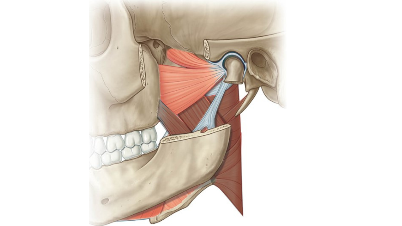 <p>What muscle is this?</p>