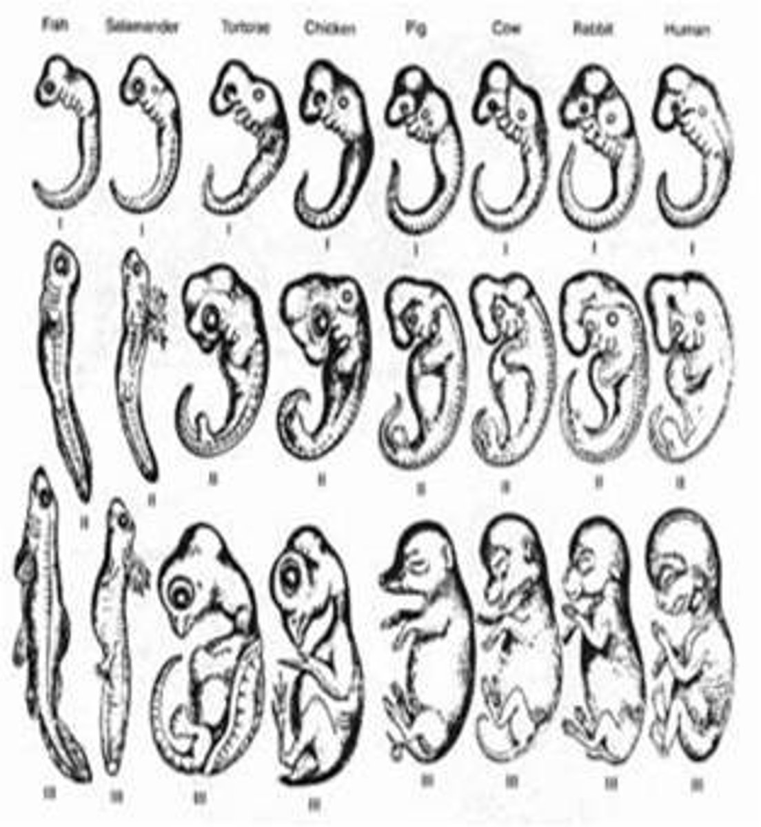 <p>Temporary similarities during early stages of embryonic development</p>