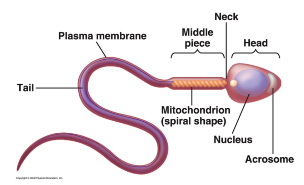 <p><strong>Sperm cell</strong></p><ul><li><p>highly varied in appearance</p></li><li><p>have ______ receptors; receive signals from egg</p></li></ul><ol><li><p><strong>Head</strong></p></li></ol><ul><li><p>contains the ______</p></li><li><p>may be:</p><ul><li><p>spherical</p></li><li><p>spatulate</p></li><li><p>hooked</p></li><li><p>lance-shaped</p></li><li><p>spiraled</p></li><li><p>capped by acrosome</p></li></ul></li></ul><ol start="2"><li><p><strong>Middle Piece or Neck</strong></p></li></ol><ul><li><p>Contains ______ needed to provide energy</p></li></ul><ol start="3"><li><p><strong>Flagellum</strong></p></li></ol><ul><li><p>propels the cell</p></li></ul>