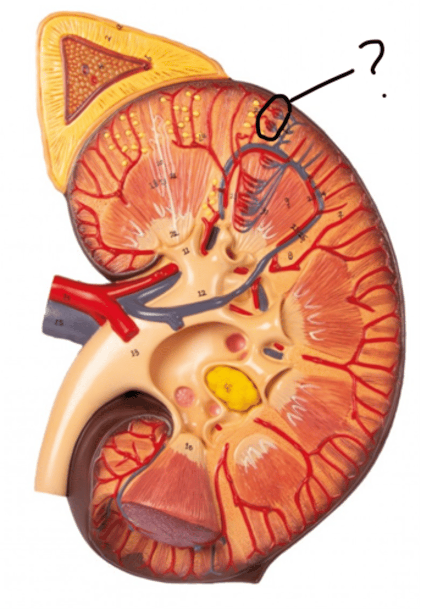 <p>Name these vessels</p>