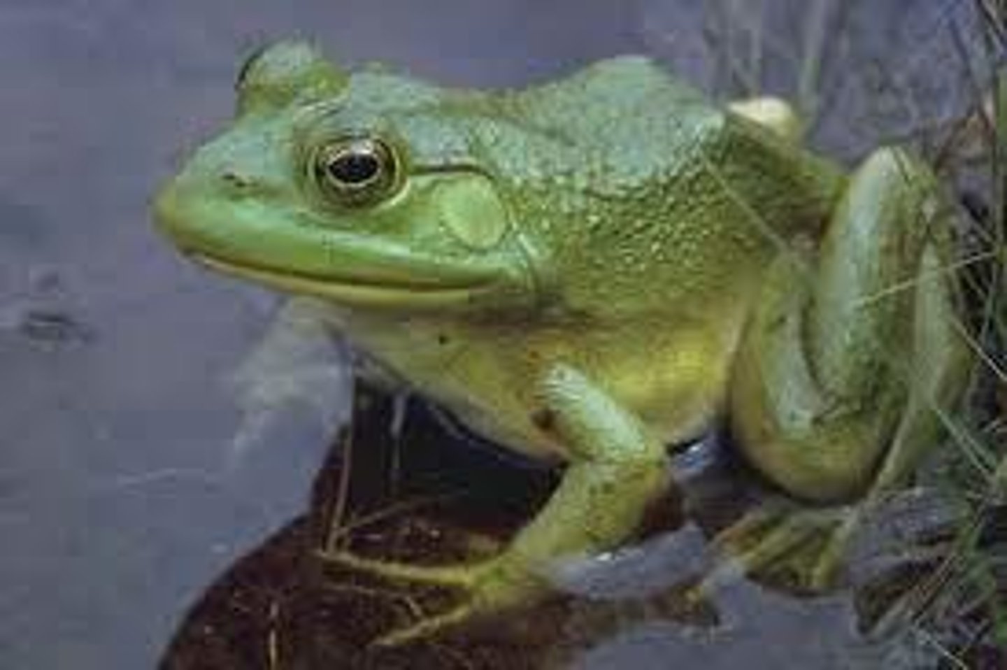 <p>water animals but can live on land, scaly skin, lay eggs in water &amp; may have lungs</p>
