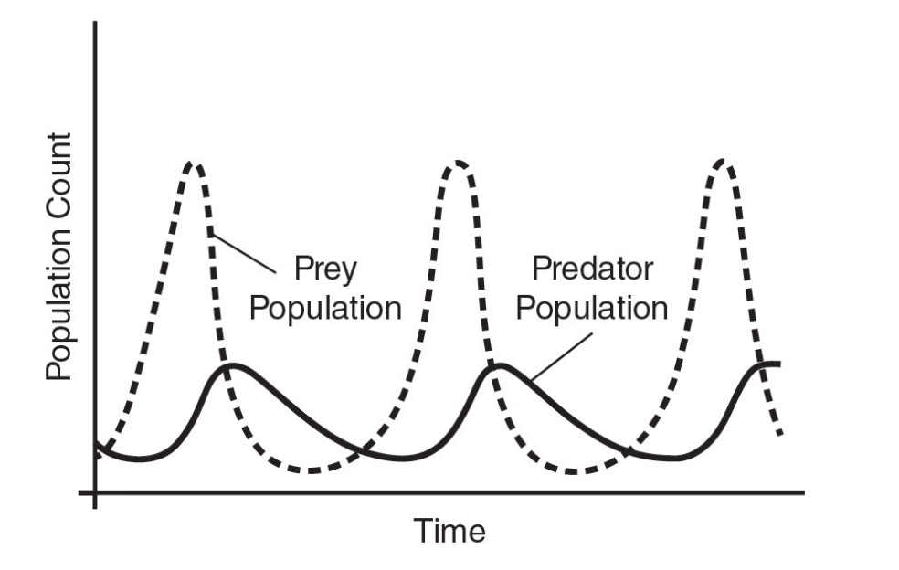 Predator-prey population cycle