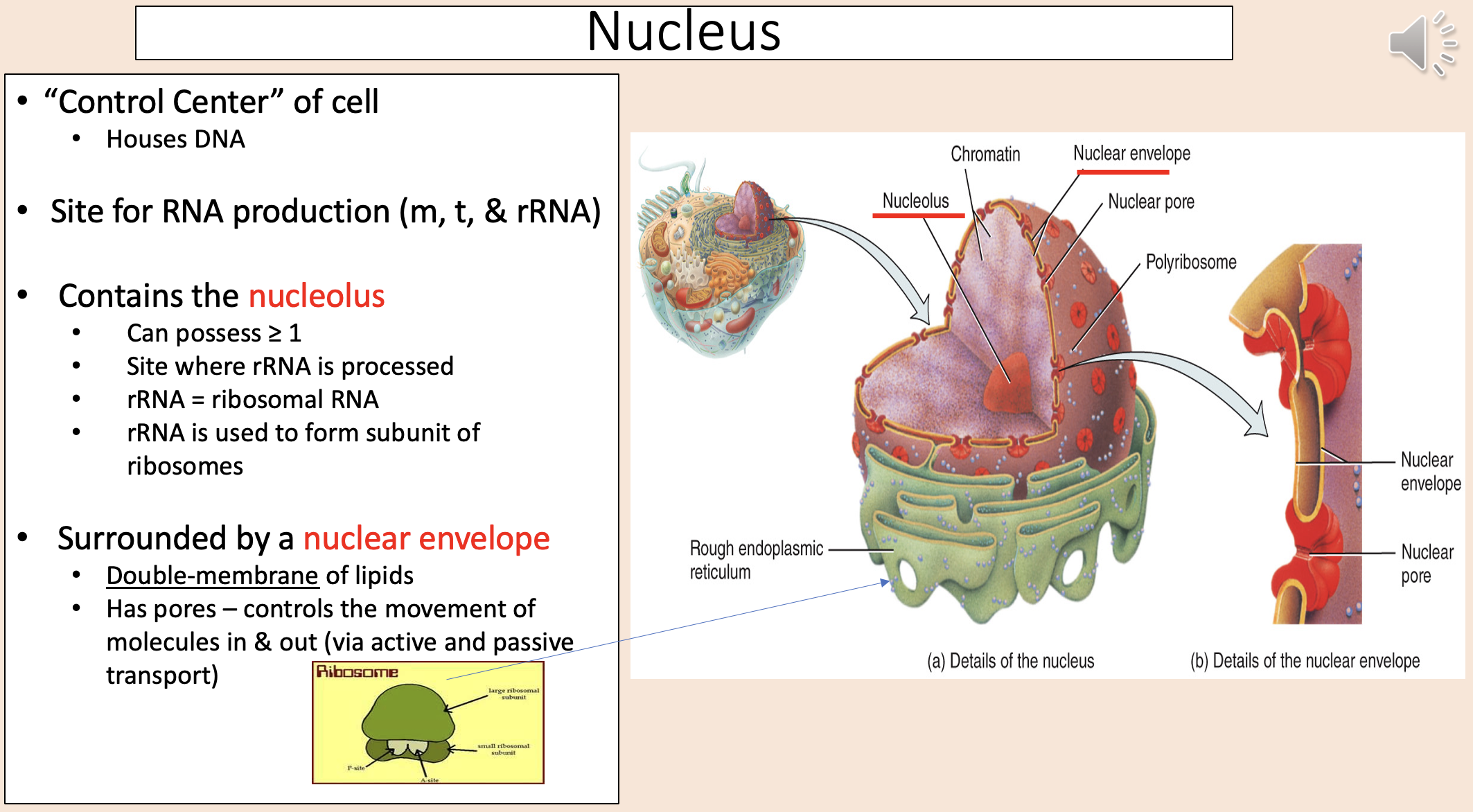 <p><span>• </span><span><span>Double-membrane of lipids.</span></span></p><p><span>• </span><span><span>Has pores – controls the movement of molecules in &amp; out (via active and passive transport). </span></span></p>