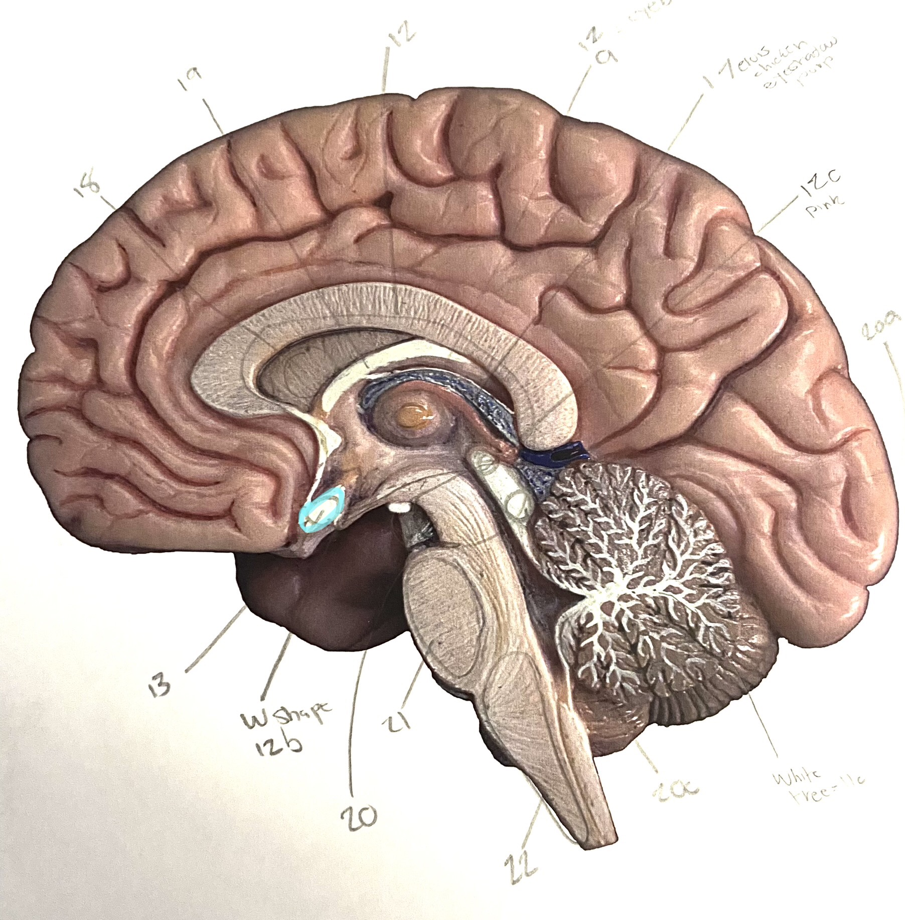 knowt flashcard image