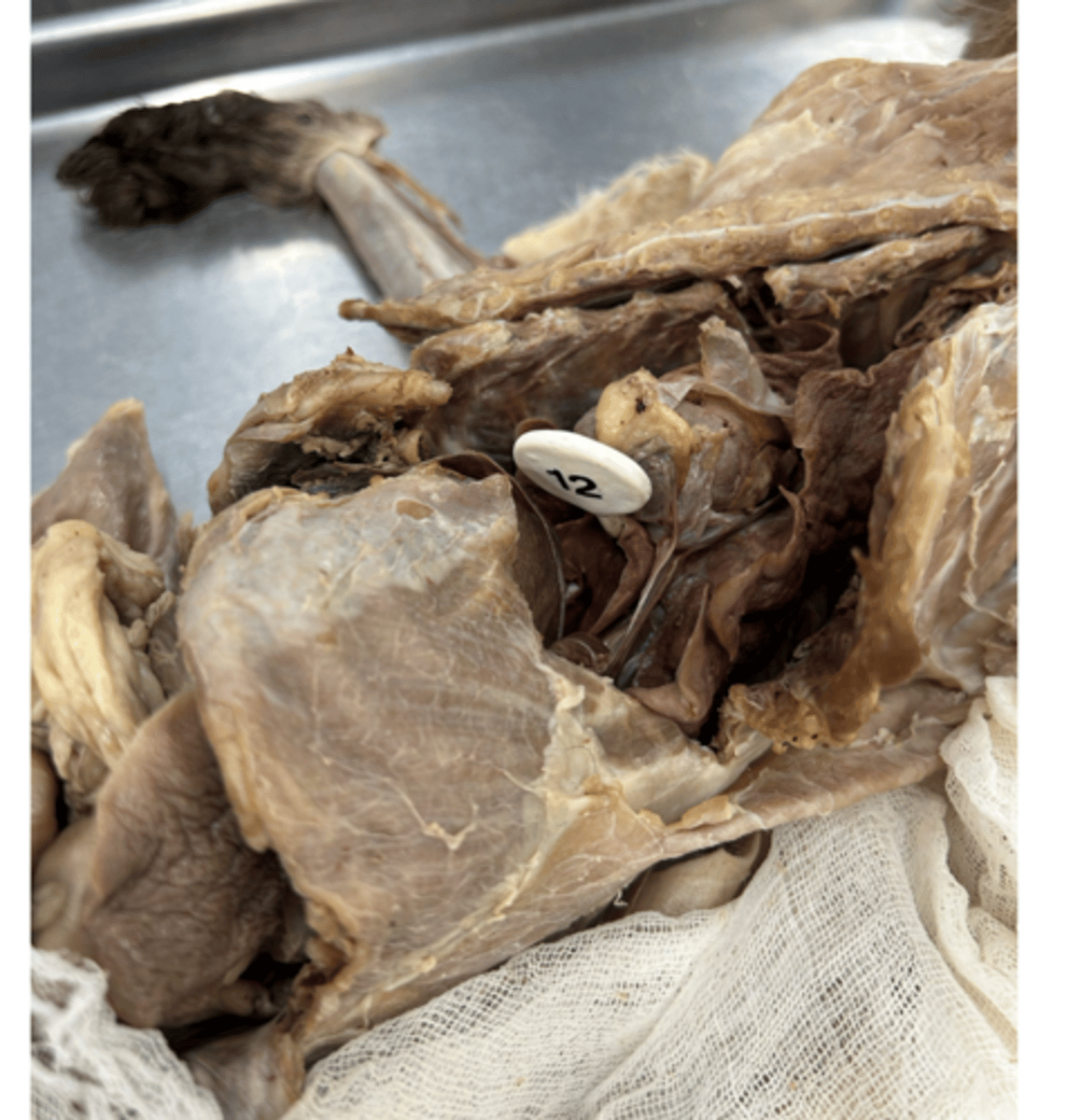 <p>What specific space is this lobe found within?</p>