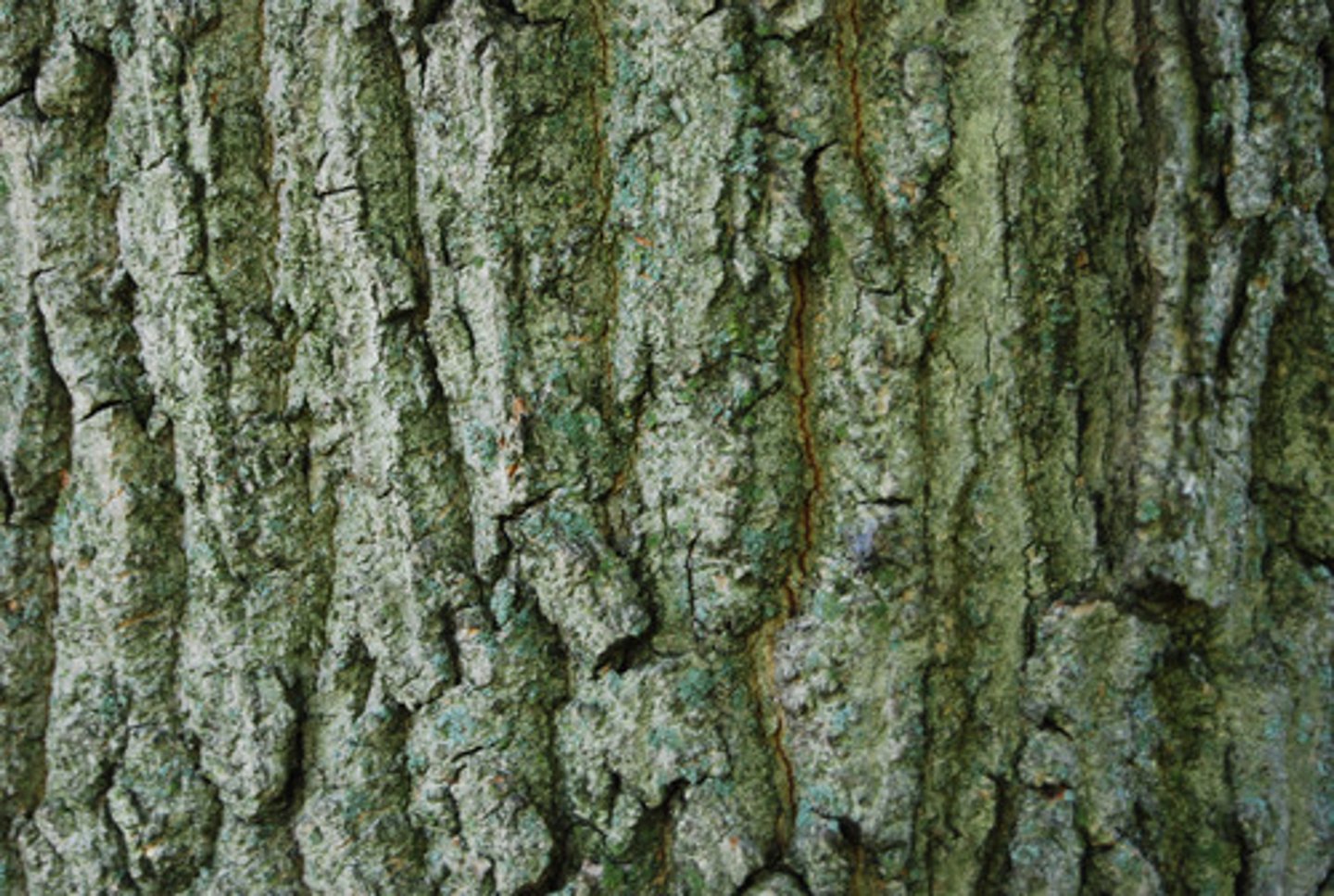 <p>/bɑːk / (n) Vỏ cây.</p><p>The bark of this tree is very rough to the touch.</p>