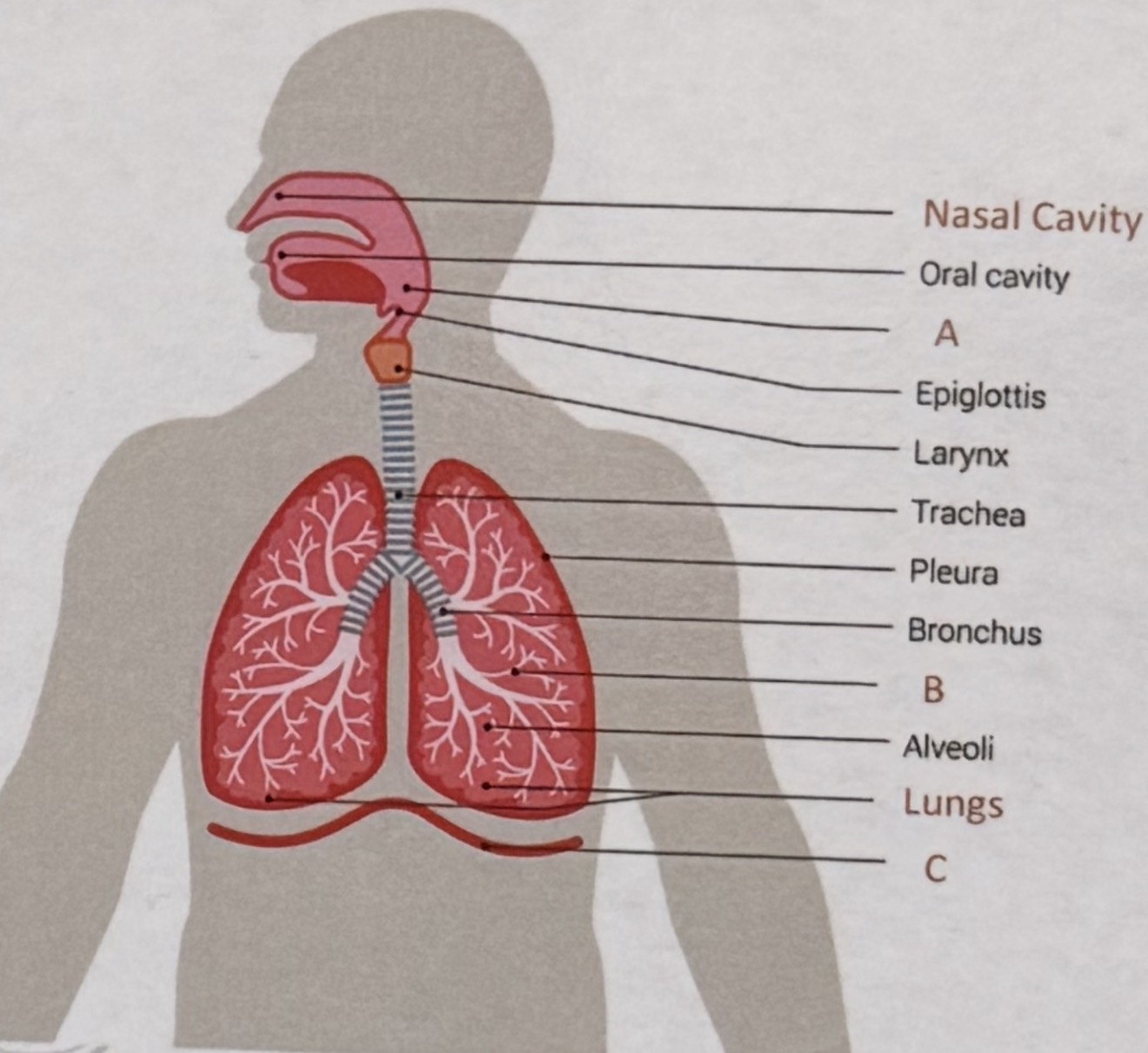 <p>What structures are labeled on A, B, C </p>