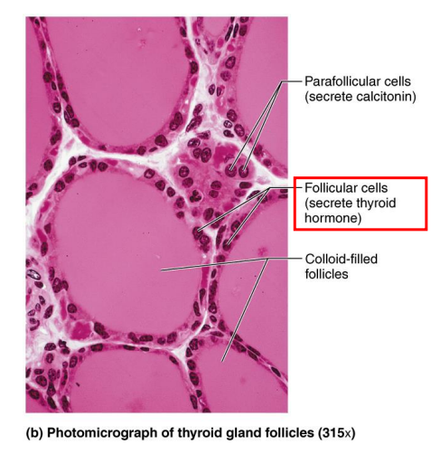 <p>- contains thyroid follicles and parafollicular cells</p><p>Thyroid Follicles:</p><p>- colloid storage lakes lined by follicular cells (simple cuboidal)</p><p>- produces thyroglobulin: stored inactive form in colloid, used to syntheise thyroid hormones:</p><p>- Tetraiodothyronine (T4) (aka thyroxine)</p><p>- Triiodothyronine (T3): more potent, less abundant</p><p>- TSH (from anterior pituitary) stimulates release of T3 and T4</p><p>- Effect: increase metabolic rate in almost all body tissues</p><p>- when TSH comes along, it stimulates the conversion of thyroglobulin into T3 and T4</p>