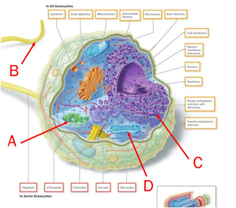 This image of a cell can be identified as photosynthetic on the basis of the presence of the structure marked by the letter ______.