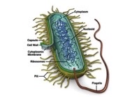 <p>they have a cell membrane, cytoplasm (cytosol), ribosomes, cell wall and naked DNA</p><p>they have no membrane-bound organelles</p>