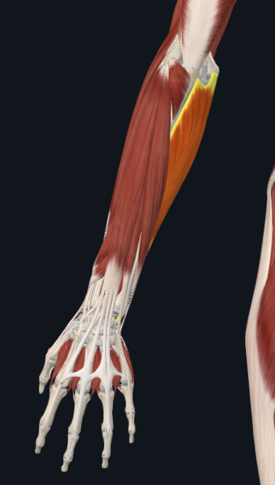 <p>facing back of hand</p>