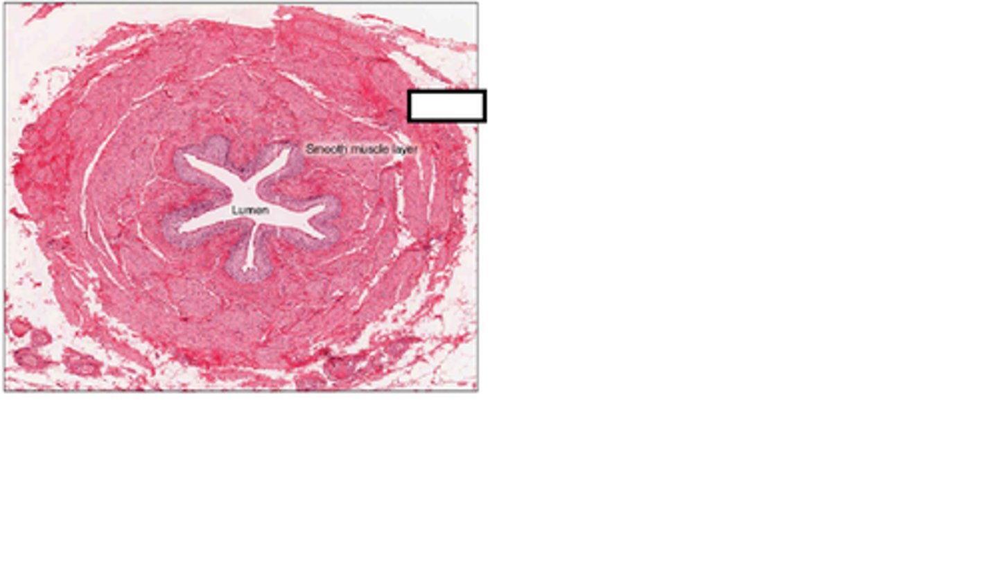 <p>outermost layer made of connective tissue</p>