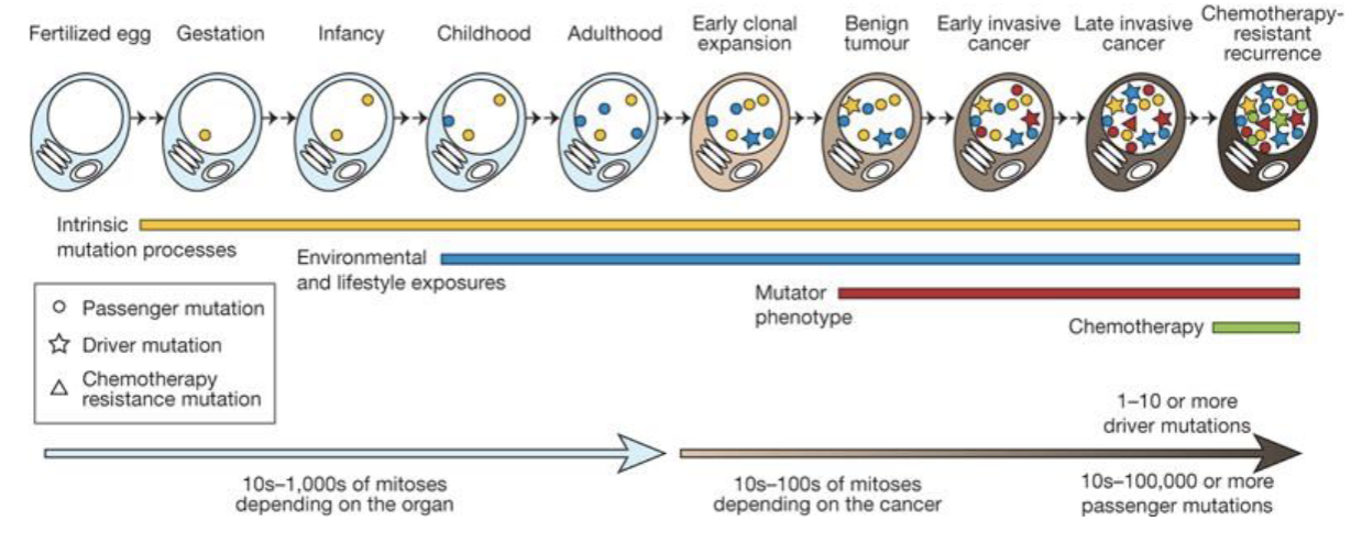 <p></p><ul><li><p>chemotherapy might induce mutations over time</p></li><li><p>mutations might break down cell functions</p></li><li><p>mutations in specific places might cause cancer</p></li></ul><p></p>