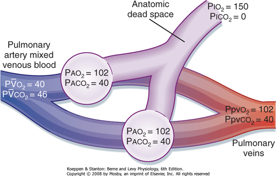 <p>The amount of oxygen inhaled<strong> =/= </strong>oxygen AVAILABLE for gas exchange </p><ul><li><p>This discrepancy is influenced both by HUMIDITY in the air (as discussed previously) and the amount of CO2 that is being produced / consumed in the body and passed into the pulmonary artery (see image)</p></li></ul><p></p>