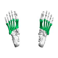 <p>Foot</p>