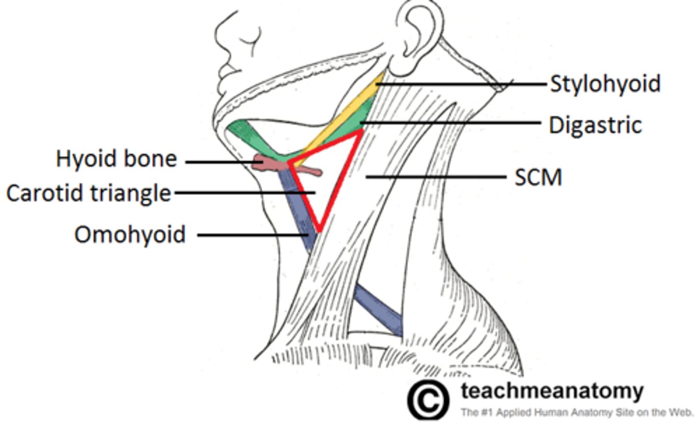<p>superior belly of omohyoid muscle</p><p>posterior belly of digastric muscle</p><p>anterior border of SCM</p>