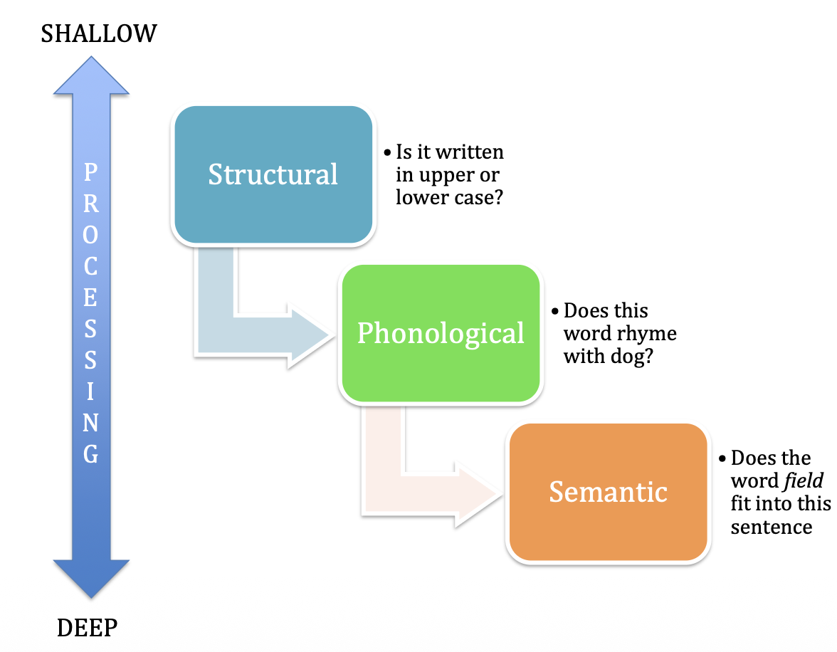 <ul><li><p><strong><mark data-color="purple" style="background-color: purple; color: inherit;">Visual/structural processing</mark></strong> (focusing on stimuli´s <span>visual aspects).</span></p></li><li><p><strong><mark data-color="purple" style="background-color: purple; color: inherit;">Phonological processing </mark></strong>(focusing on stimuli´s auditory or phonological aspects).</p></li><li><p><strong><mark data-color="purple" style="background-color: purple; color: inherit;">Semantic processing </mark></strong>(focusing on stimuli´s meaning).</p></li></ul><p></p>