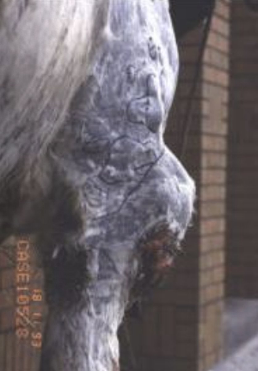 <p>What kind of sarcoid is this?</p>