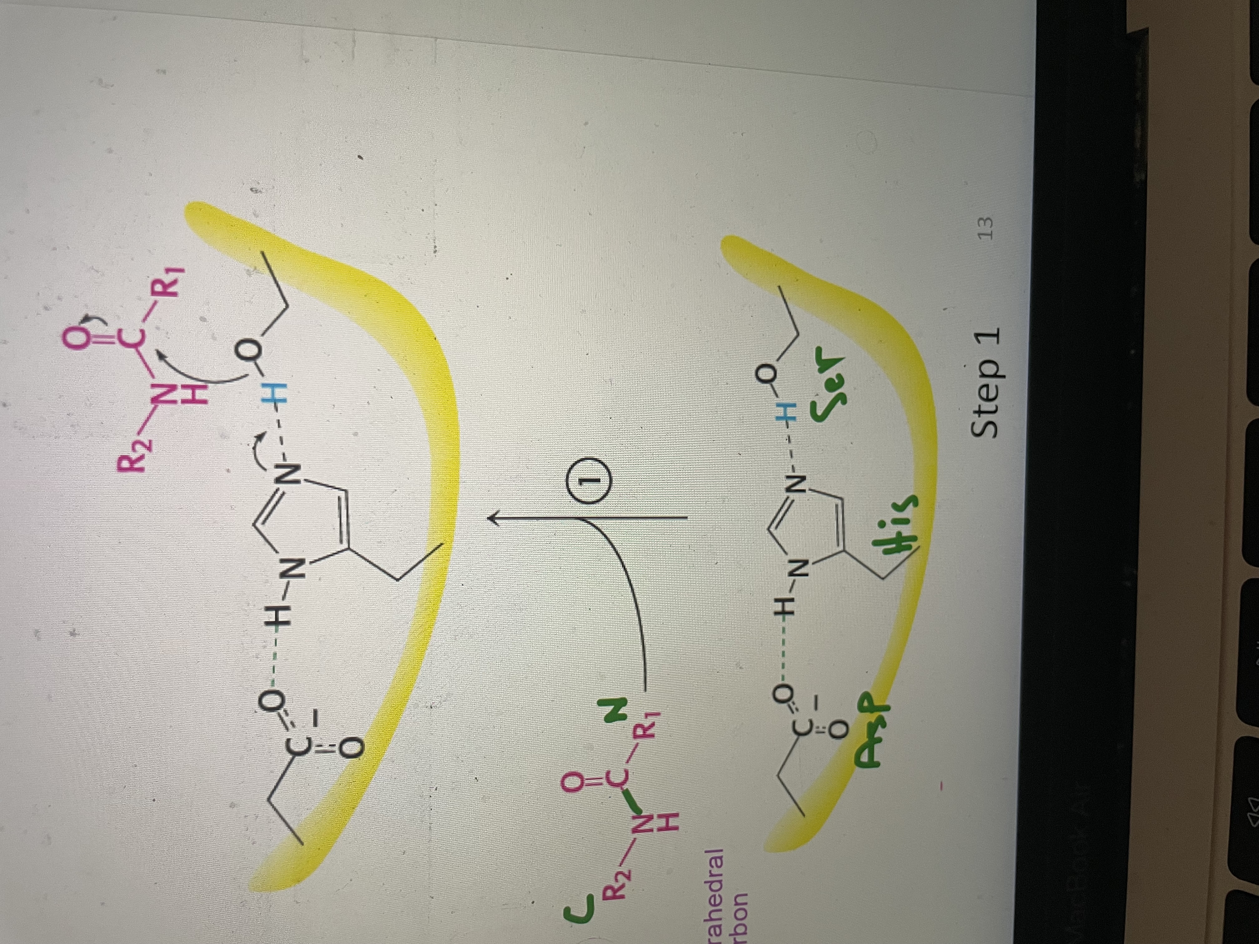 <p>Substrate binds to active site</p>