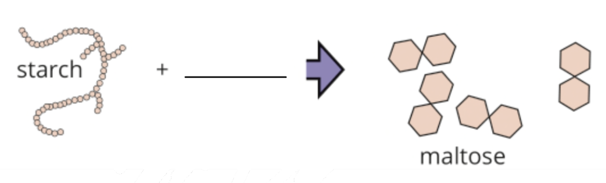 what digestive enzyme is this