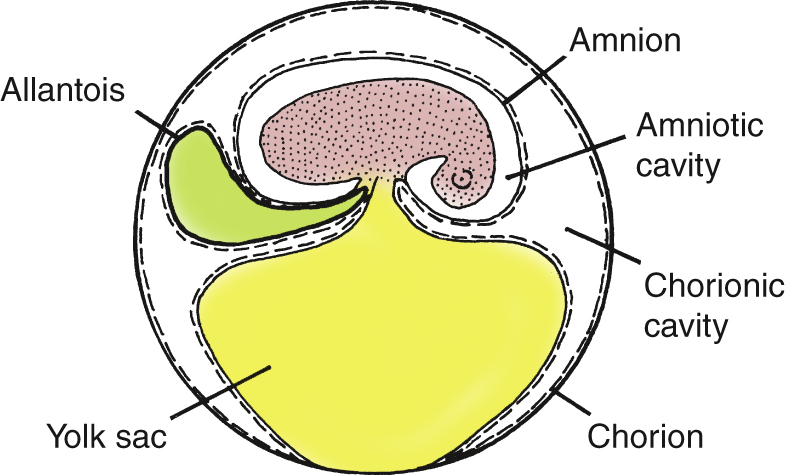 <p>-Breaks ties to water (aqueous environment in the egg)</p><p>-amnion surrounding the embryo (makes aqueous environment in the egg)</p><p>-allantois (N waste)</p><p>-Yolk (nutrients)</p><p>-not hard shell always</p>