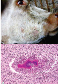 <p>Cause of mandibular osteomyelitis in calf. Describe the gross and histological features. </p>