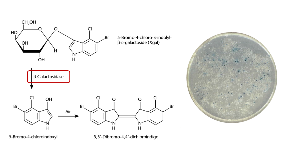 <ol><li><p><strong><u>Fluorescent proteins</u></strong></p><ul><li><p><span style="color: red"><strong>Green fluorescent protein (GFP)</strong></span>, which emit green fluorescence after being excited by blue light.</p></li><li><p>Combination of three amino acids within the protein determines its excitation and emission spectra. Thus, we can have <span style="color: red"><strong>variants of GFP</strong></span> which are excited and emits at different wavelengths, and thus appear with different colours.</p></li></ul></li><li><p><strong><u>Enzymatic markers</u></strong></p><ul><li><p><span style="color: red"><strong>Beta-galactosidase</strong></span>, encoded by lacZ gene. It hydrolyses X-gal to produce a blue-coloured product, making colonies appear blue.</p></li><li><p><span style="color: red"><strong>Luciferase</strong></span>, which produces bioluminescence by catalysing reactions with luciferin</p></li></ul></li></ol><p></p>