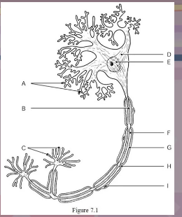 <p>Label D</p>