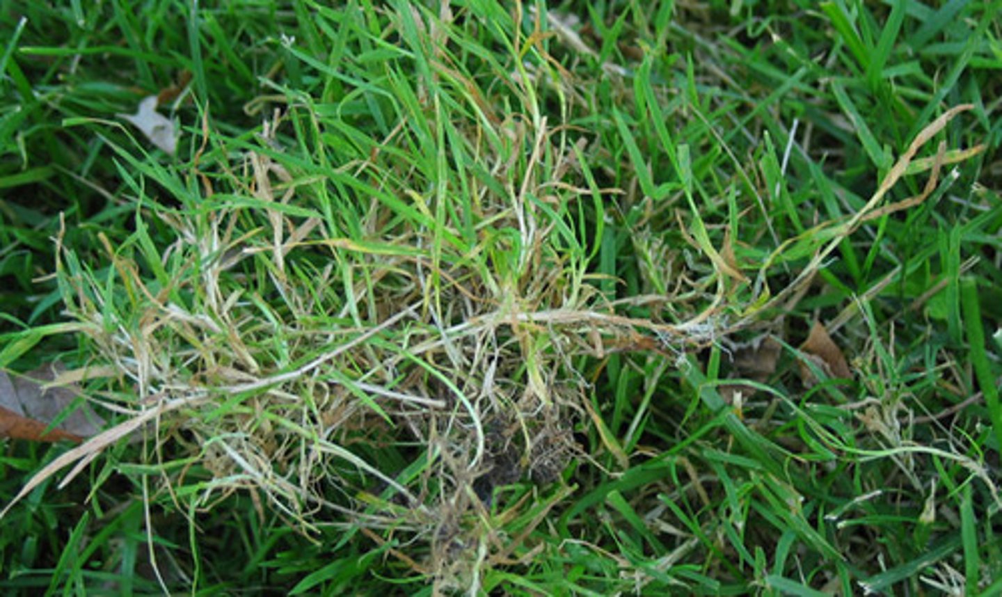 <p>Stolons (above), Rolled Vernation, Membranous Ligule, Cool Season</p>