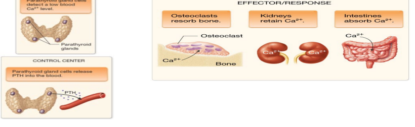 <p>parathyroid cells act as control center; secrete parathyroid hormone (PTH)</p>
