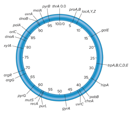 <p>This technique was developed by Wollman and Jacob. The rationale for this technique is as follows…</p><p>The time it takes genes to enter the recipient cell is directly related to their order along the bacterial chromosome. Thus, interrupting conjugations at different times leads to various lengths being transferred. The order of genes along the chromosome can be deducted by determining the genes transferred during short conjugations versus those transferred during long conjugations.</p><p>This technique has been used to map more than 1,000 genes on the E.coli chromosome. The E.coli genetic map is 100 minutes long and its starting point, 0 minutes, is assigned near the thrA gene. The units (minutes) refer to the relative time it takes for genes to enter an F- recipient during a conjugation experiment.</p>