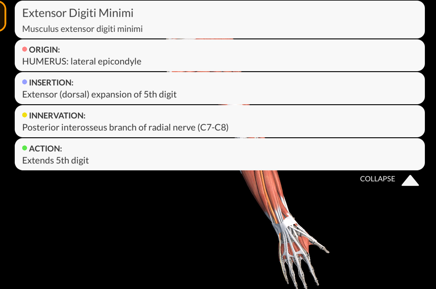 <p><strong><u>Origin</u></strong>: <span style="color: red"><strong>Lateral epicondyle of the humerus</strong></span></p><p><strong><u>Insertion</u></strong>:<span style="color: red"><strong> Dorsal aponeurosis of the 5th finger</strong></span>.</p><p><strong><u>Innervation</u></strong>: <span style="color: purple"><strong>Posterior Interosseous nerve</strong></span>.</p><p><strong><u>Function</u></strong>: <span style="color: green"><strong>Extends the little finger</strong></span></p>