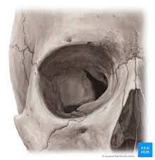 <p>eye socket</p>