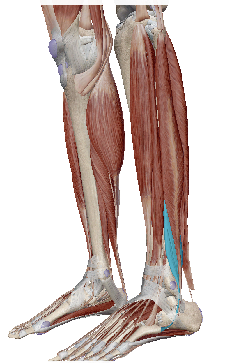 <p>Identify the highlighted muscle</p>