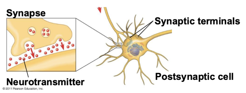 <p>the junction between a nerve cell, gland, or muscle cell</p>