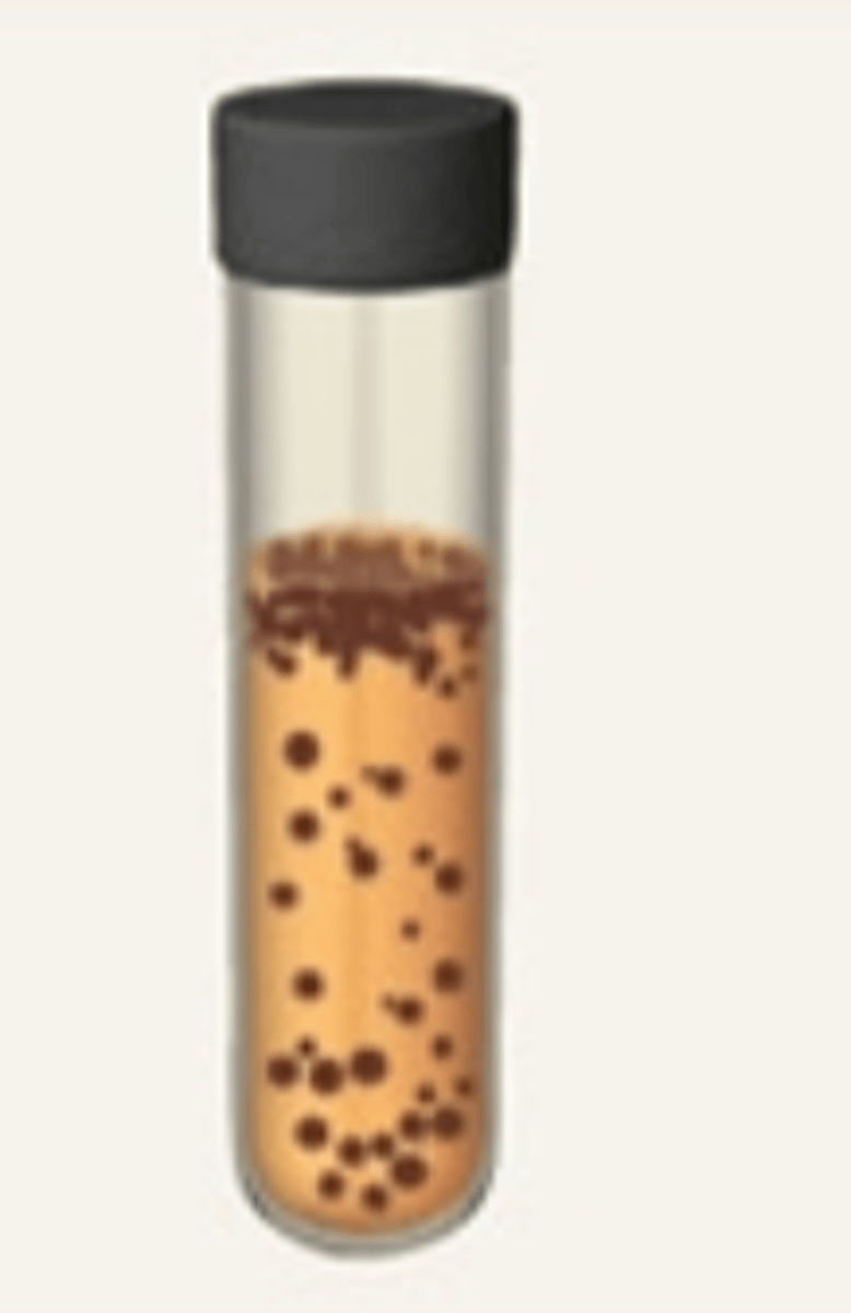 <p>- They DO use oxygen to generate ATP, but can also be an aerobe.</p><p>- They DO have enzymes that break ROS</p>