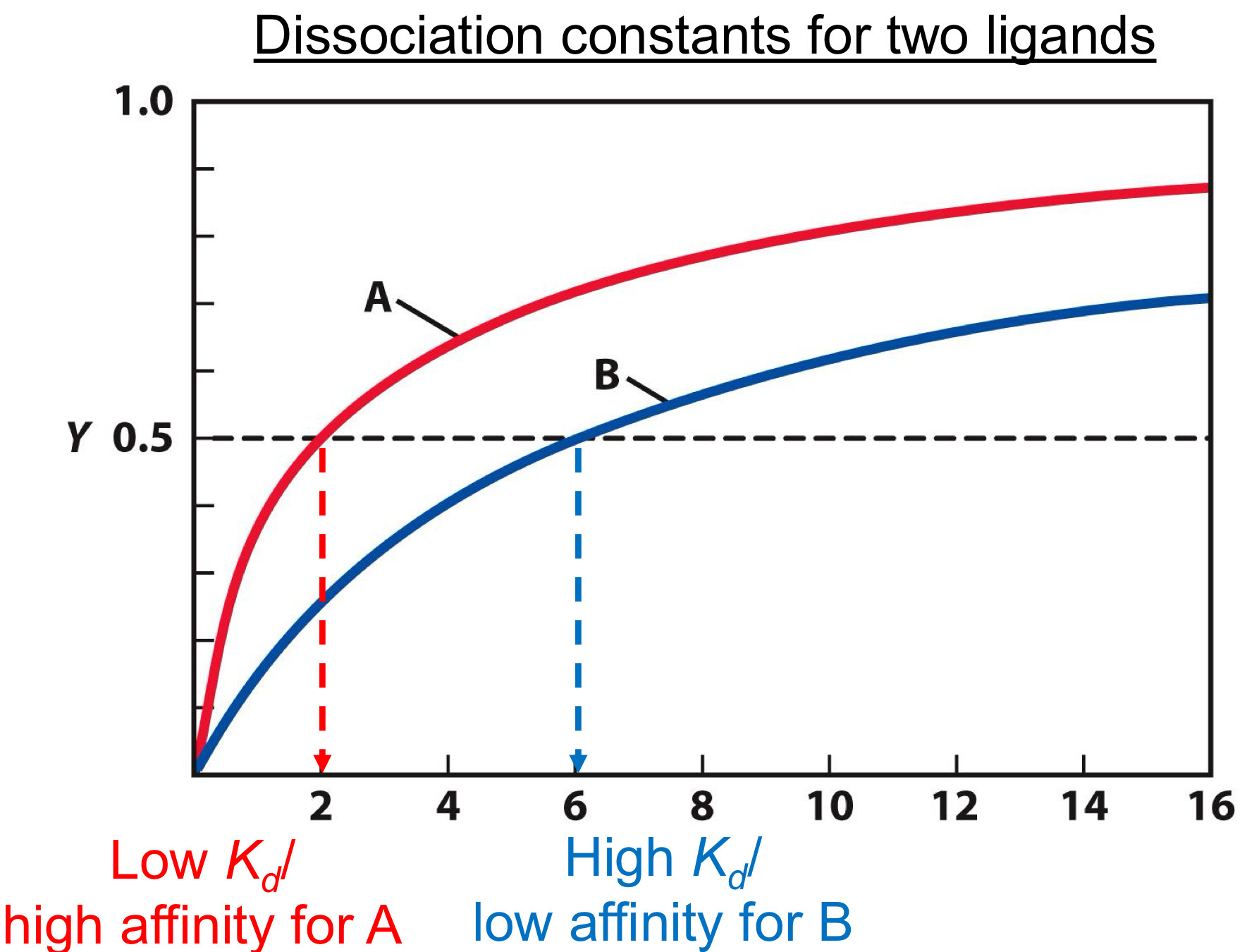 <p><span>Y = fraction of ligand sites occupied</span><br><span>[L] = concentration of ligand (M)</span><br><span>Kd = dissociation constant (M)</span></p><p><span>Dissociation constant (Kd)</span><br><span>Concentration of ligand where Y =0.5</span><br><span>The higher the value, the lower the binding (affinity)</span></p>