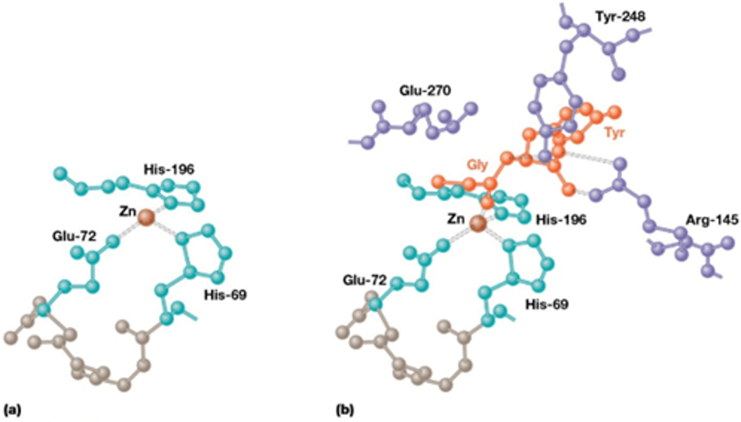 <p>-covalente katalyse vb. chymotrypsine</p><p>-zuur-base katalyse vb. chymotrypsine</p><p>-samenbrengen van substraten, zorgt voor hydraties</p><p>-metaal ion katalyse vb een zinkion dat zorgt voor conformatieverandering en de binding van substraat en enzyme (zie foto)</p>