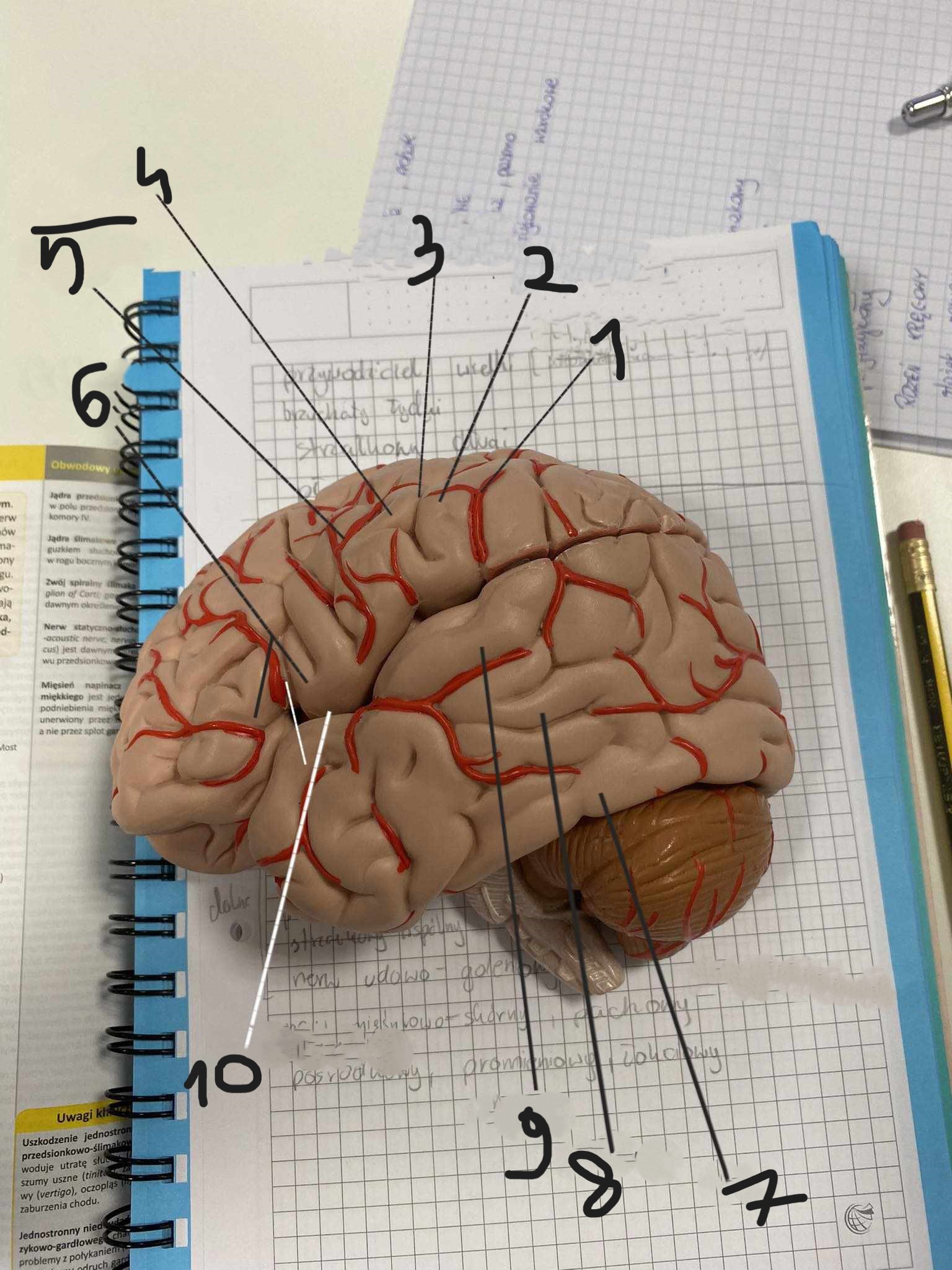 <p>6</p>