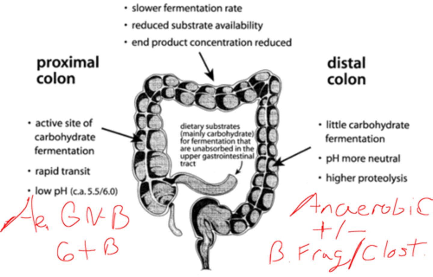 <p>(Proximal small bowel bacteria + pos/neg Anaerobes)</p><p>All the 2ndary proximal small bowel bacteria</p><p>--Aerobic GNB: E.Coli, Klebs, Proteus, Enterobacter</p><p>--Aerobic gram(+) bacteria: S. Aureus, strep, enterococc</p><p>..........................................PLUS......................................................</p><p>Anaerobic gram (+) &amp; (-) bacteria : </p><p>--Bacteroides. fragilis</p><p>--clostridium species (not C.diff)</p>