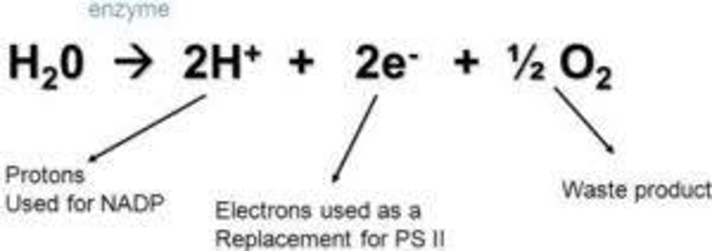 <p>Process of water breaking down. Light-dependent reaction.</p>