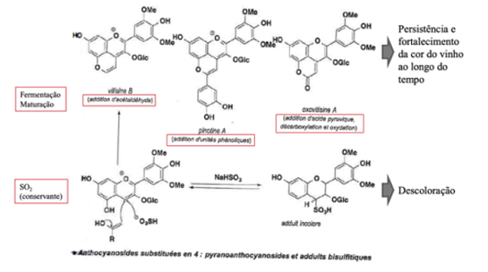 <p>Glicosilação em C3, em C5 sofrem reações de hidratação em pseudobases.</p><p>São sensiveis a ataques nucleofílicos no carbono 2 (hidratação) e 4 originando piranoantocianidinas (aumentam a persistência da cor do vinho) e adutos de bissulfito (descoloridos)</p>