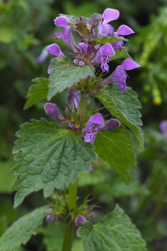 <p>Punapeippi</p>