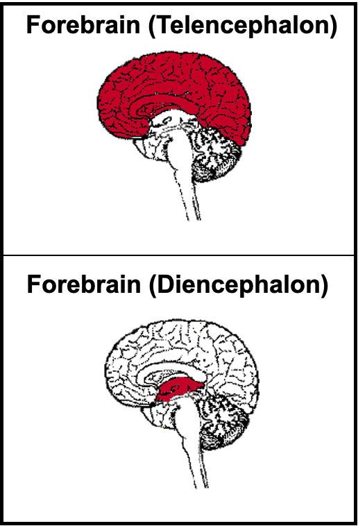 <p>Telencephalon = cerebral cortex, limbic system, and basil ganglia </p><p>Diencephalon = thalamus and hypothalamus </p>