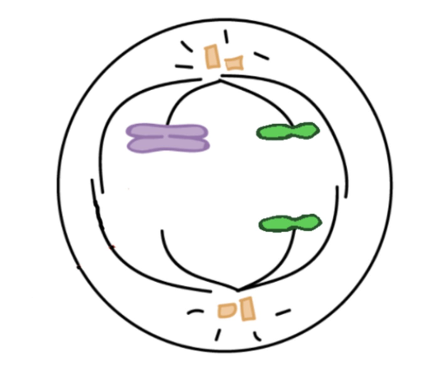 <p>One gamete will have an extra copy of the purple chromosome and one gamete will have no copy of the purple chromosome</p>