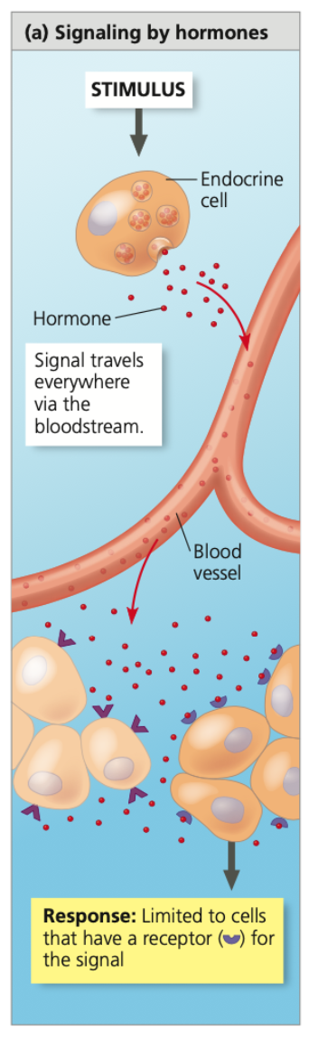 Hormones
➔ Signaling _______ that are broadcast throughout the body
➔ ___-lasting effects as they can remain in the bloodstream for minutes or even hours
➔ Depending on cell ______, hormone may have an effect in just a single location or in sites throughout the body