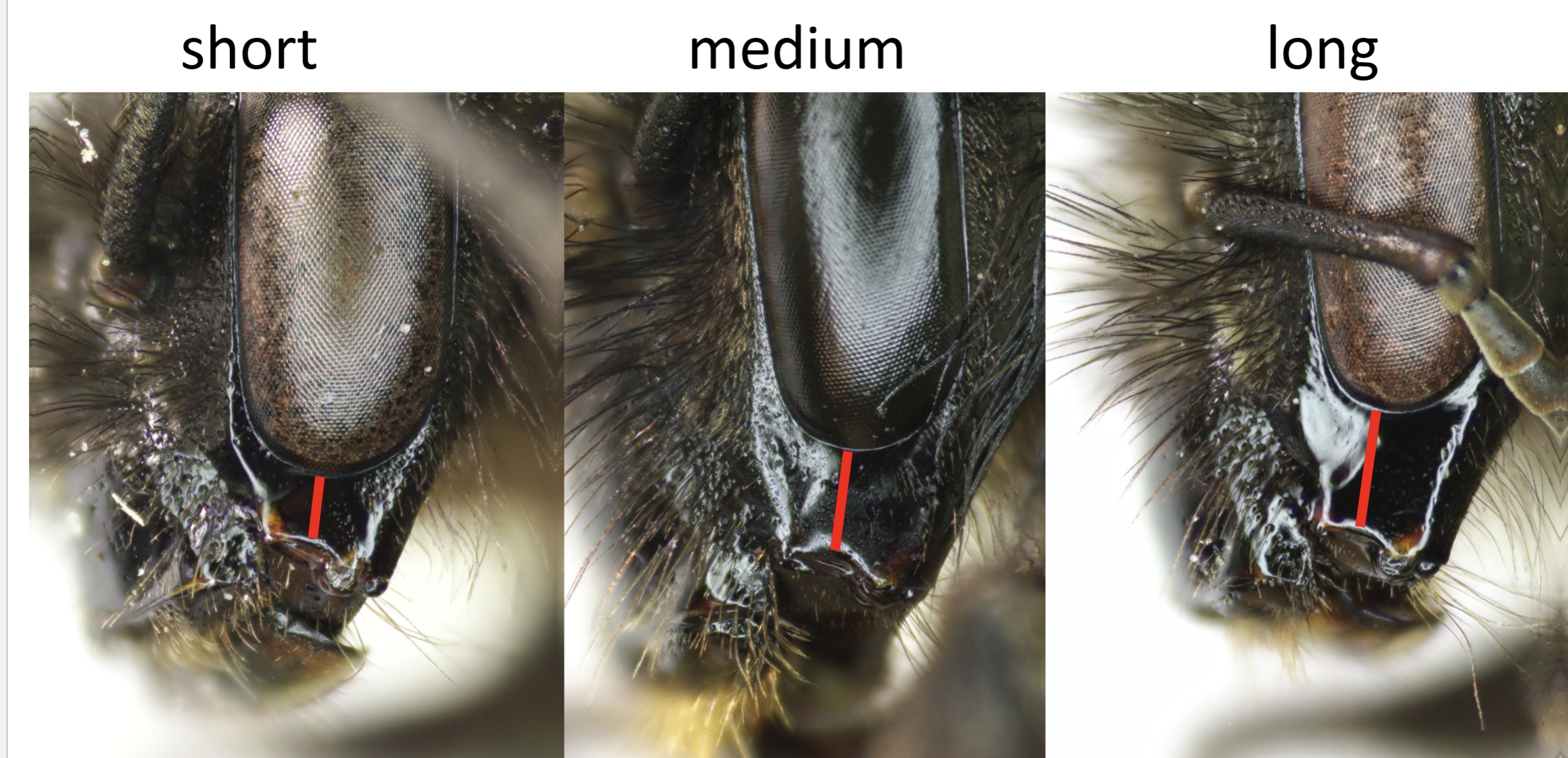 <p><span>Length is measured from the middle of the eye to the base of mandible</span></p>